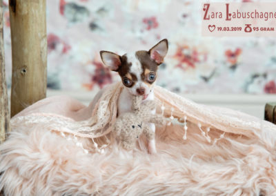 Pretoria Pet Photographer – Zara Styled Puppy Shoot